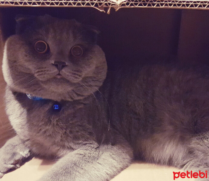 Scottish Fold, Kedi  rasko fotoğrafı