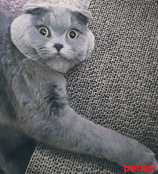 Scottish Fold, Kedi  rasko fotoğrafı