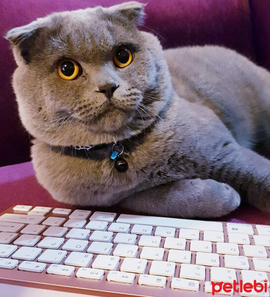 Scottish Fold, Kedi  rasko fotoğrafı