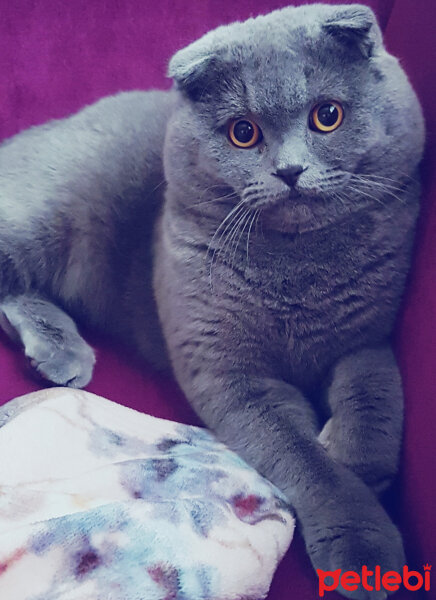 Scottish Fold, Kedi  rasko fotoğrafı