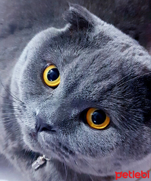 Scottish Fold, Kedi  rasko fotoğrafı