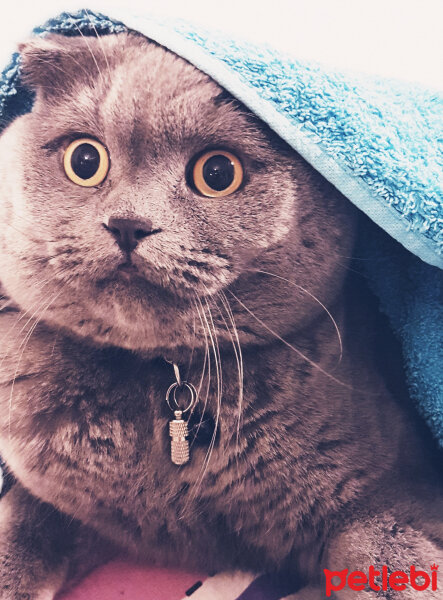 Scottish Fold, Kedi  rasko fotoğrafı