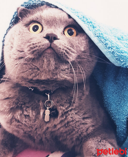 Scottish Fold, Kedi  rasko fotoğrafı