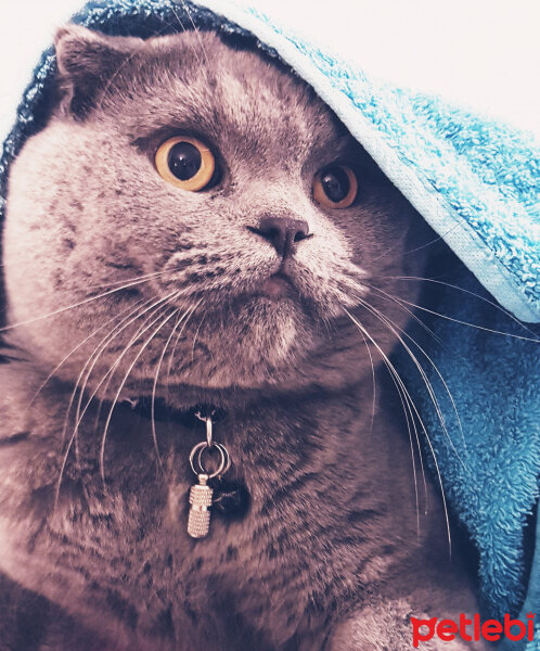 Scottish Fold, Kedi  rasko fotoğrafı