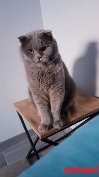 Scottish Fold, Kedi  rasko fotoğrafı