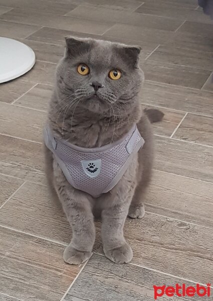 Scottish Fold, Kedi  rasko fotoğrafı