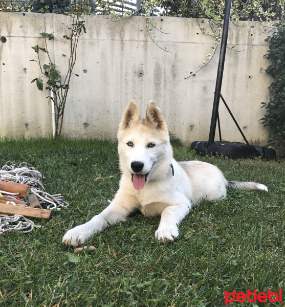Sibirya Kurdu (Husky), Köpek  Lia fotoğrafı