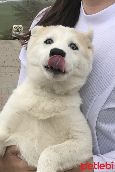 Sibirya Kurdu (Husky), Köpek  Lia fotoğrafı