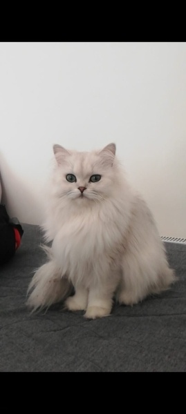 British Longhair, Kedi  muazzez fotoğrafı