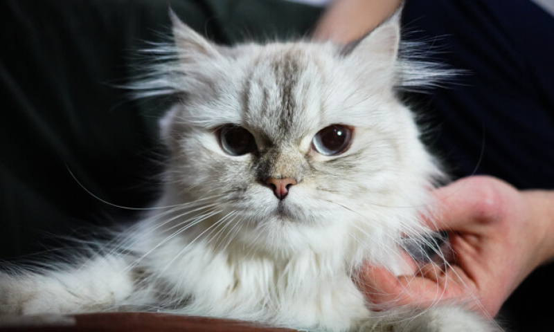 British Longhair, Kedi  Asiye fotoğrafı