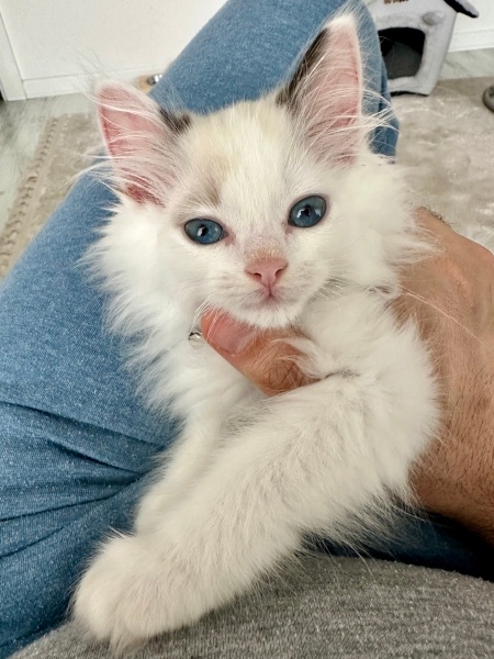 Ragdoll, Kedi  Hermes fotoğrafı