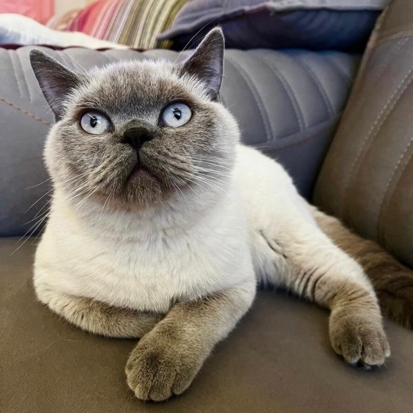 Siyam Kedisi, Kedi  Duman fotoğrafı