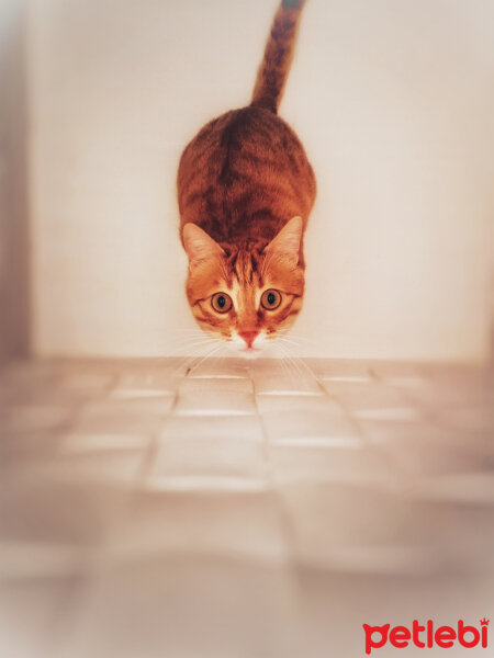 Tekir Kedi, Kedi  Tarçın fotoğrafı