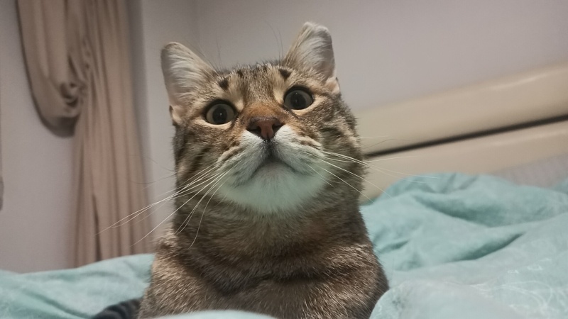 Tekir Kedi, Kedi  Keşkül fotoğrafı