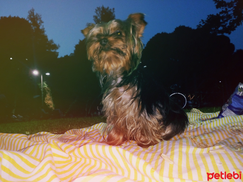 Yorkshire Terrier, Köpek  panço fotoğrafı