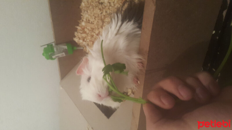 Guinea Pig, Kemirgen  Mado fotoğrafı