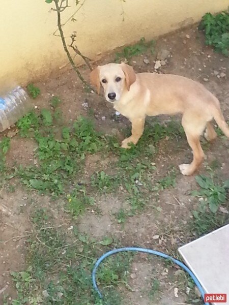 Labrador Retriever, Köpek  LUCKY fotoğrafı