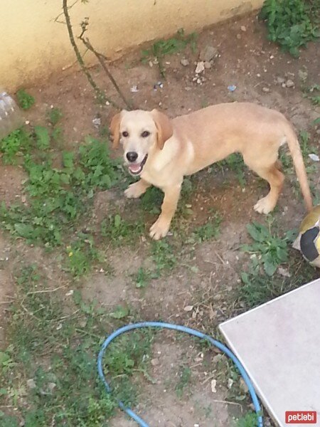 Labrador Retriever, Köpek  LUCKY fotoğrafı