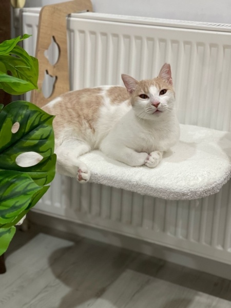 Tekir Kedi, Kedi  Bihter fotoğrafı