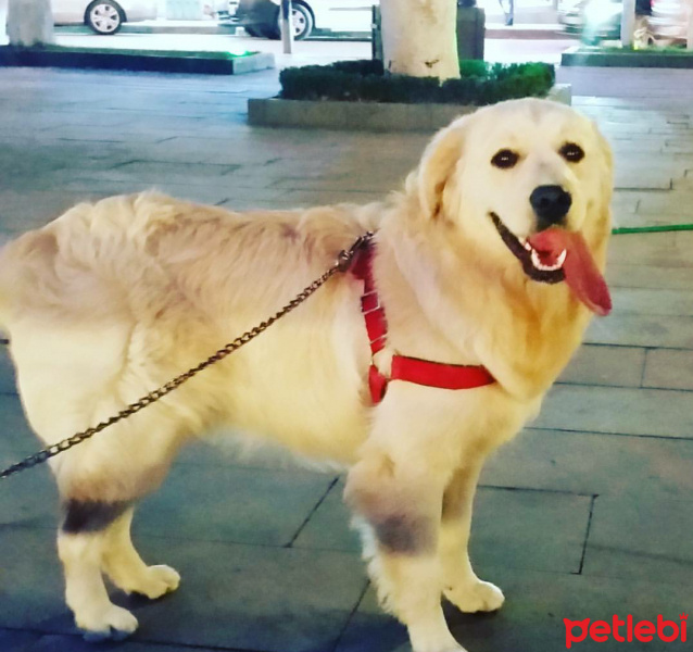 Golden Retriever, Köpek  Çıtır fotoğrafı
