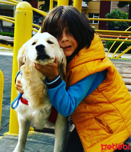 Golden Retriever, Köpek  Çıtır fotoğrafı