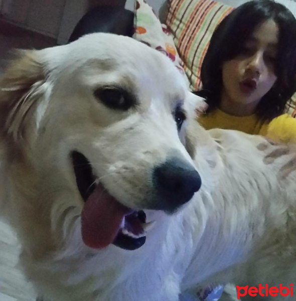 Golden Retriever, Köpek  Çıtır fotoğrafı