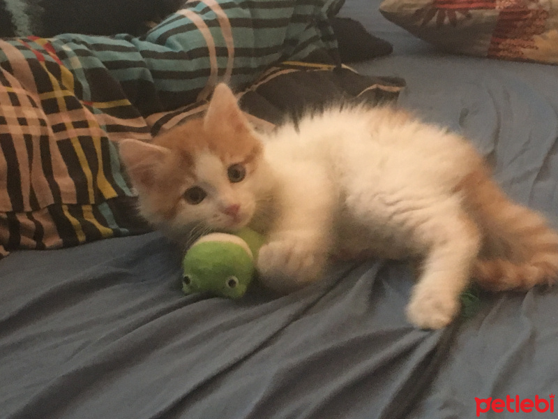 Tekir Kedi, Kedi  Yako fotoğrafı