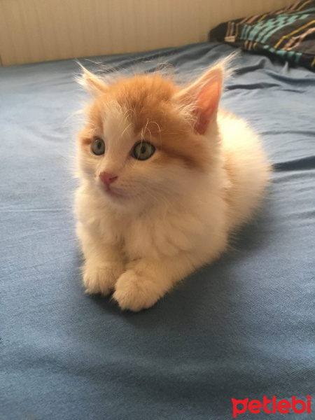 Tekir Kedi, Kedi  Yako fotoğrafı