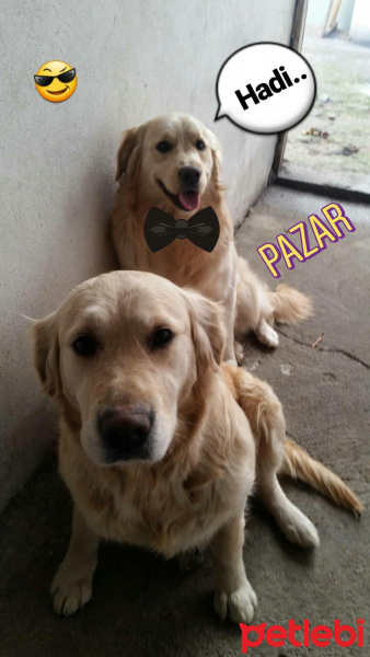 Golden Retriever, Köpek  Pıtır fotoğrafı