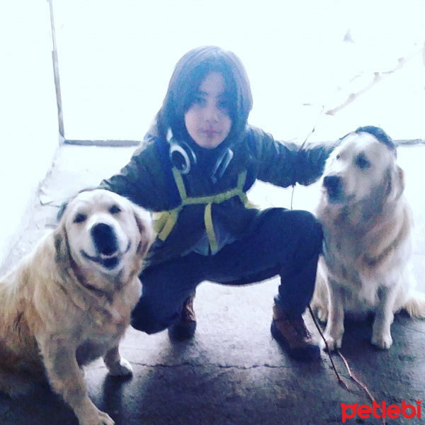Golden Retriever, Köpek  Pıtır fotoğrafı