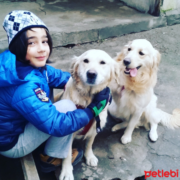 Golden Retriever, Köpek  Pıtır fotoğrafı