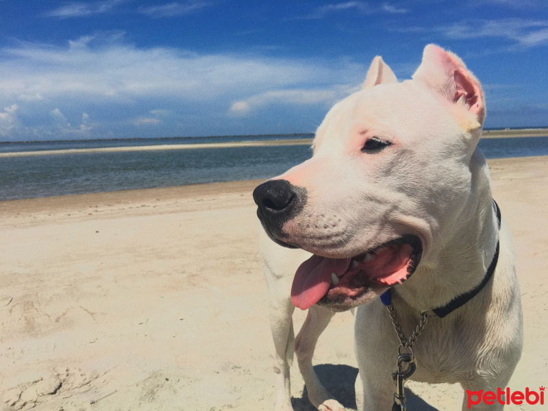 Dogo Arjantin, Köpek  ZAGOR fotoğrafı