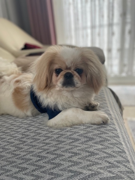 Pekingese, Köpek  pancho fotoğrafı