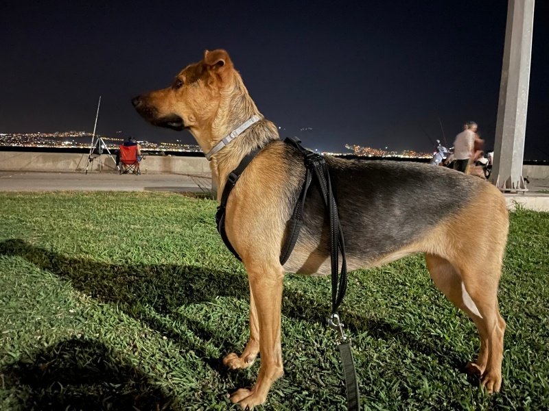 Sokö (Sokak Köpeği), Köpek  Labris fotoğrafı