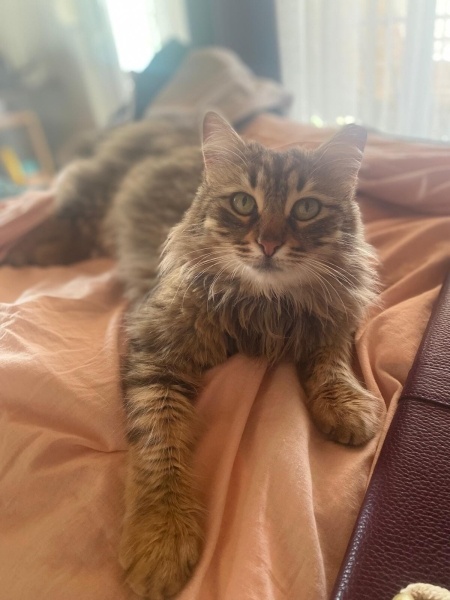 Norwegian Forest, Kedi  Zeytin fotoğrafı