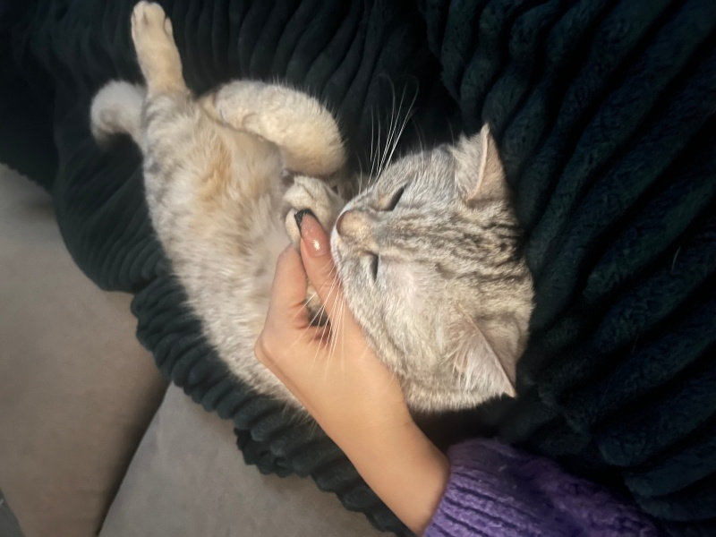 British Shorthair, Kedi  Luna fotoğrafı