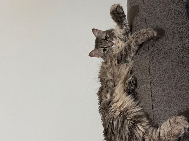 Ocicat, Kedi  Şükran fotoğrafı