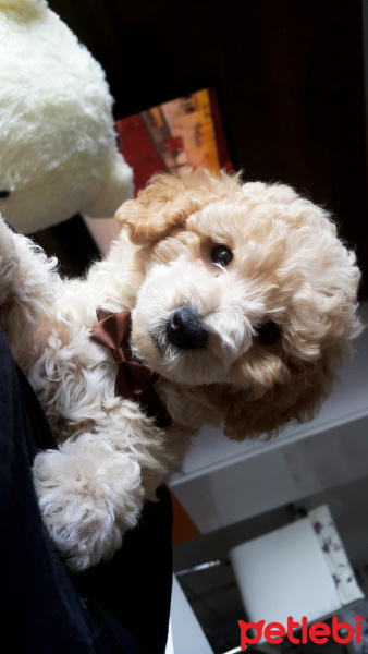 Poodle (Minyatür Kaniş), Köpek  Puffy fotoğrafı