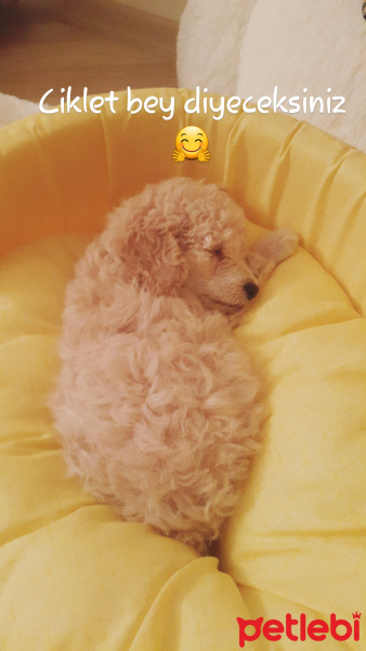 Poodle (Minyatür Kaniş), Köpek  Puffy fotoğrafı