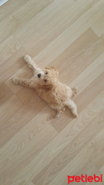 Poodle (Minyatür Kaniş), Köpek  Puffy fotoğrafı