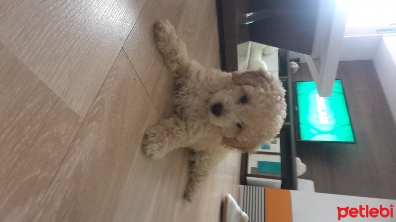 Poodle (Minyatür Kaniş), Köpek  Puffy fotoğrafı