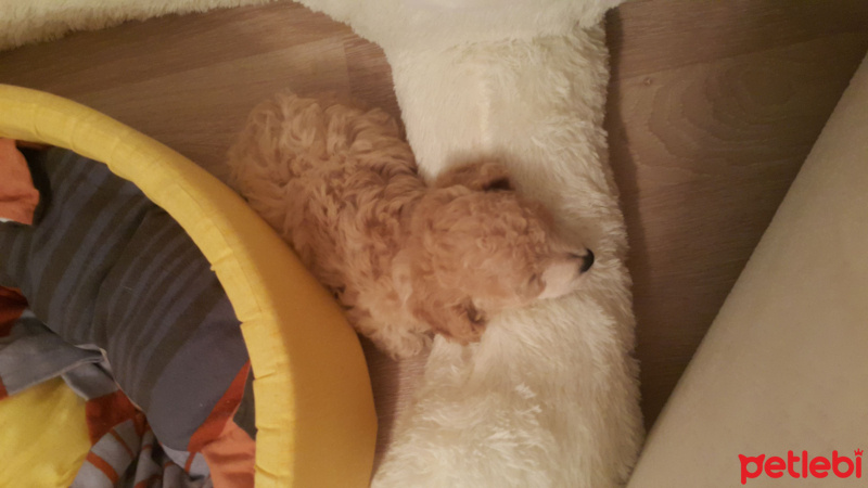 Poodle (Minyatür Kaniş), Köpek  Puffy fotoğrafı