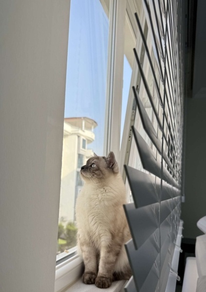 British Shorthair, Kedi  Beymen fotoğrafı