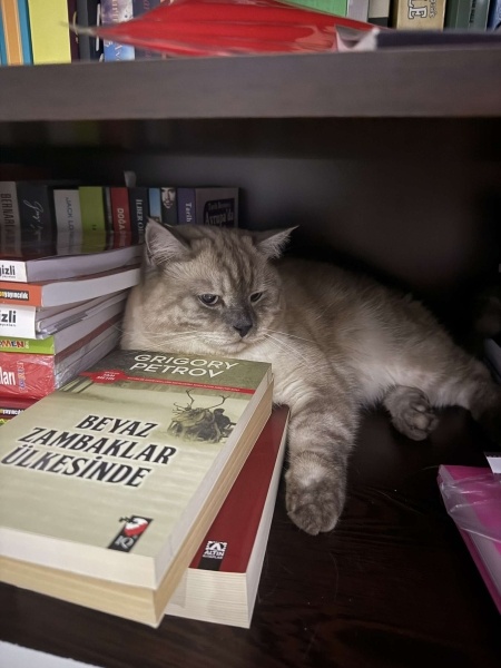 British Shorthair, Kedi  Beymen fotoğrafı