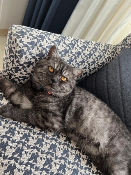 British Longhair, Kedi  Şimşek fotoğrafı