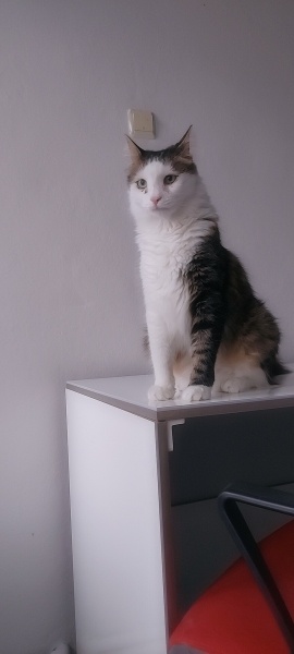 Norwegian Forest, Kedi  Adı:Çirkin ama kendisi yakışıklı♡ fotoğrafı