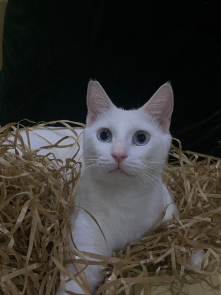 Ankara Kedisi, Kedi  Rozy fotoğrafı