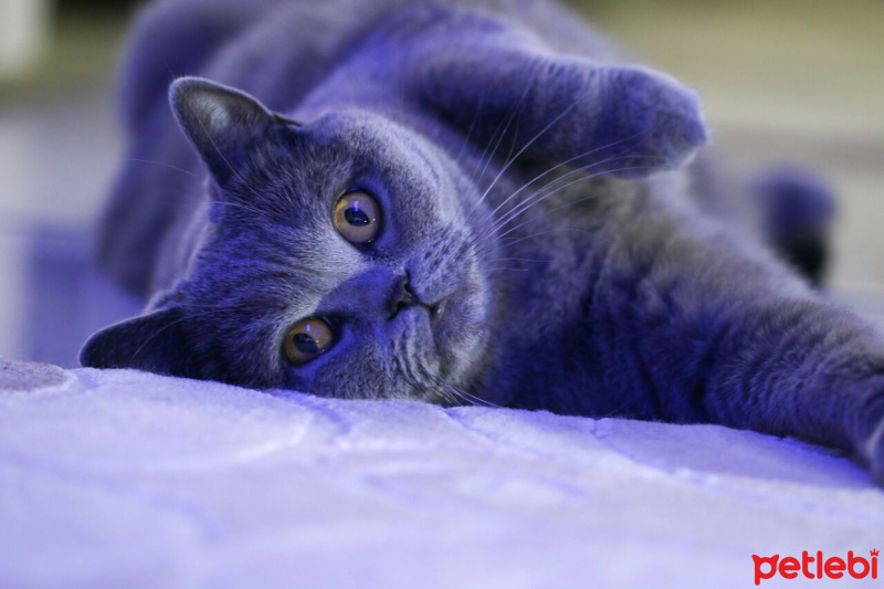 British Shorthair, Kedi  Çilek fotoğrafı