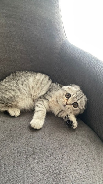 Scottish Fold, Kedi  Şila fotoğrafı