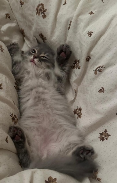 British Longhair, Kedi  Paşa fotoğrafı